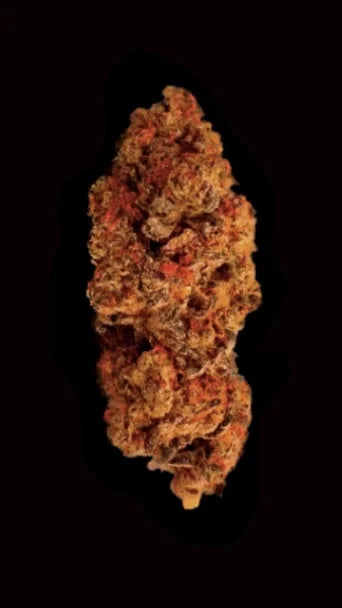 Red Queen